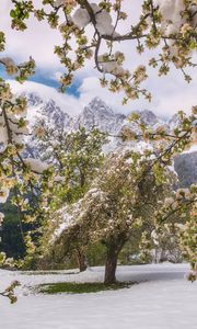 Preview wallpaper trees, snow, flowers, mountains, snowy