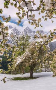 Preview wallpaper trees, snow, flowers, mountains, snowy