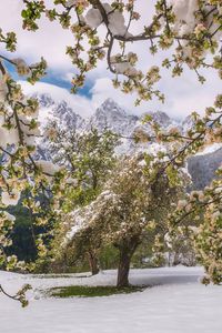 Preview wallpaper trees, snow, flowers, mountains, snowy