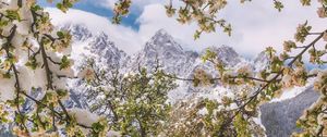 Preview wallpaper trees, snow, flowers, mountains, snowy