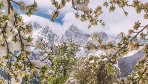 Preview wallpaper trees, snow, flowers, mountains, snowy