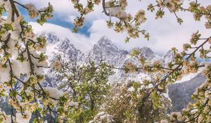 Preview wallpaper trees, snow, flowers, mountains, snowy