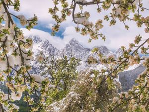 Preview wallpaper trees, snow, flowers, mountains, snowy