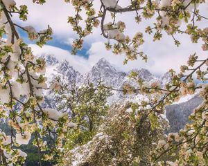 Preview wallpaper trees, snow, flowers, mountains, snowy