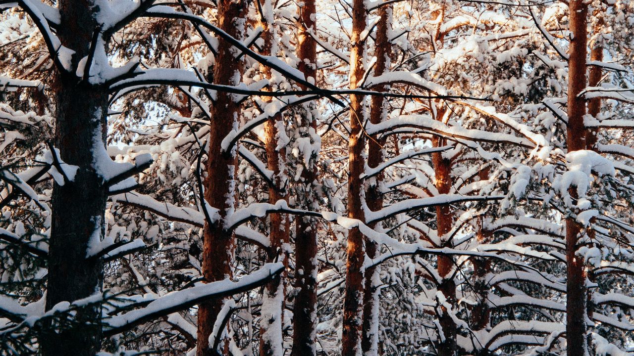 Wallpaper trees, snow, forest, winter