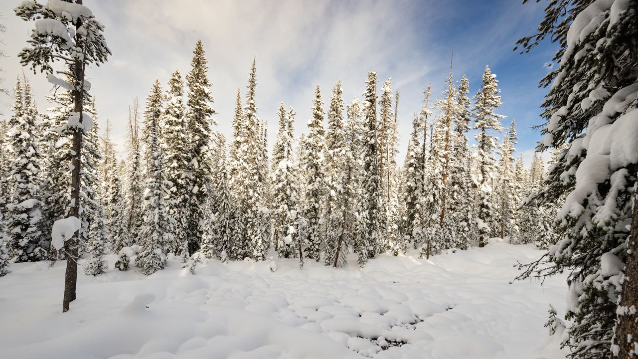 Wallpaper trees, snow, forest, winter, nature