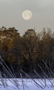 Preview wallpaper trees, snow, forest, moon, landscape