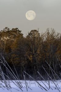 Preview wallpaper trees, snow, forest, moon, landscape