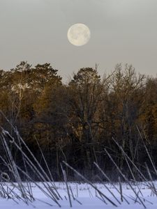 Preview wallpaper trees, snow, forest, moon, landscape