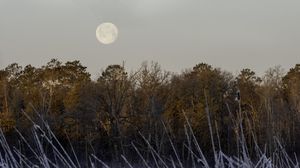 Preview wallpaper trees, snow, forest, moon, landscape