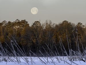 Preview wallpaper trees, snow, forest, moon, landscape