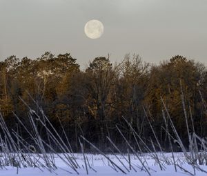 Preview wallpaper trees, snow, forest, moon, landscape