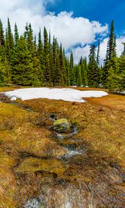 Preview wallpaper trees, snow, grass, stone, dry, spring, nature