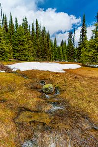 Preview wallpaper trees, snow, grass, stone, dry, spring, nature