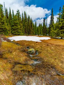 Preview wallpaper trees, snow, grass, stone, dry, spring, nature