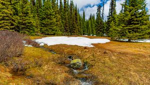 Preview wallpaper trees, snow, grass, stone, dry, spring, nature