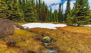 Preview wallpaper trees, snow, grass, stone, dry, spring, nature