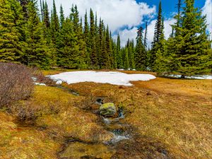 Preview wallpaper trees, snow, grass, stone, dry, spring, nature