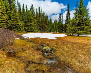 Preview wallpaper trees, snow, grass, stone, dry, spring, nature