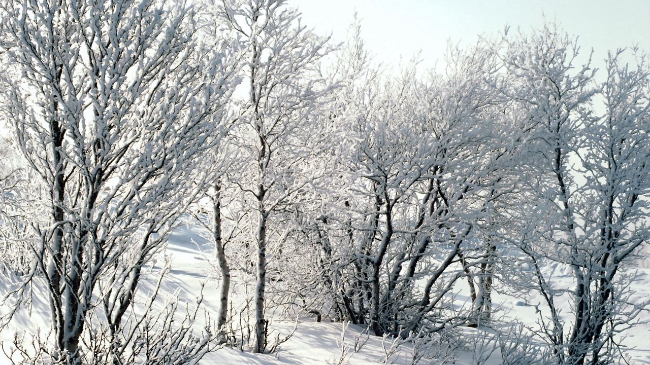 Wallpaper trees, snow, hoarfrost, frost, branches, birches