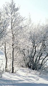 Preview wallpaper trees, snow, hoarfrost, frost, branches, birches