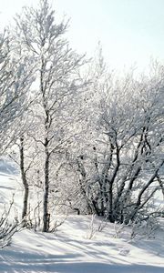 Preview wallpaper trees, snow, hoarfrost, frost, branches, birches