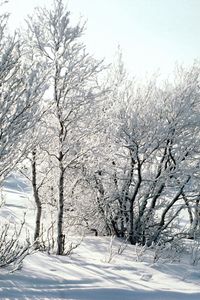 Preview wallpaper trees, snow, hoarfrost, frost, branches, birches