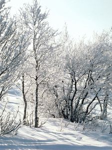 Preview wallpaper trees, snow, hoarfrost, frost, branches, birches