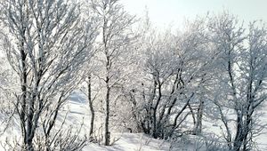 Preview wallpaper trees, snow, hoarfrost, frost, branches, birches