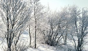 Preview wallpaper trees, snow, hoarfrost, frost, branches, birches