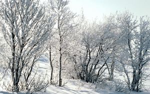 Preview wallpaper trees, snow, hoarfrost, frost, branches, birches