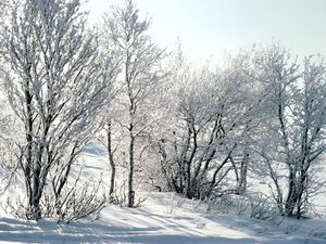 Preview wallpaper trees, snow, hoarfrost, frost, branches, birches