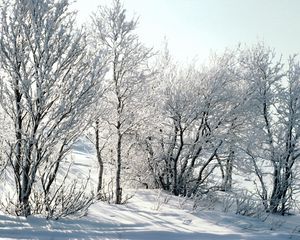 Preview wallpaper trees, snow, hoarfrost, frost, branches, birches