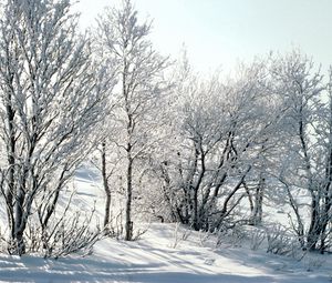 Preview wallpaper trees, snow, hoarfrost, frost, branches, birches