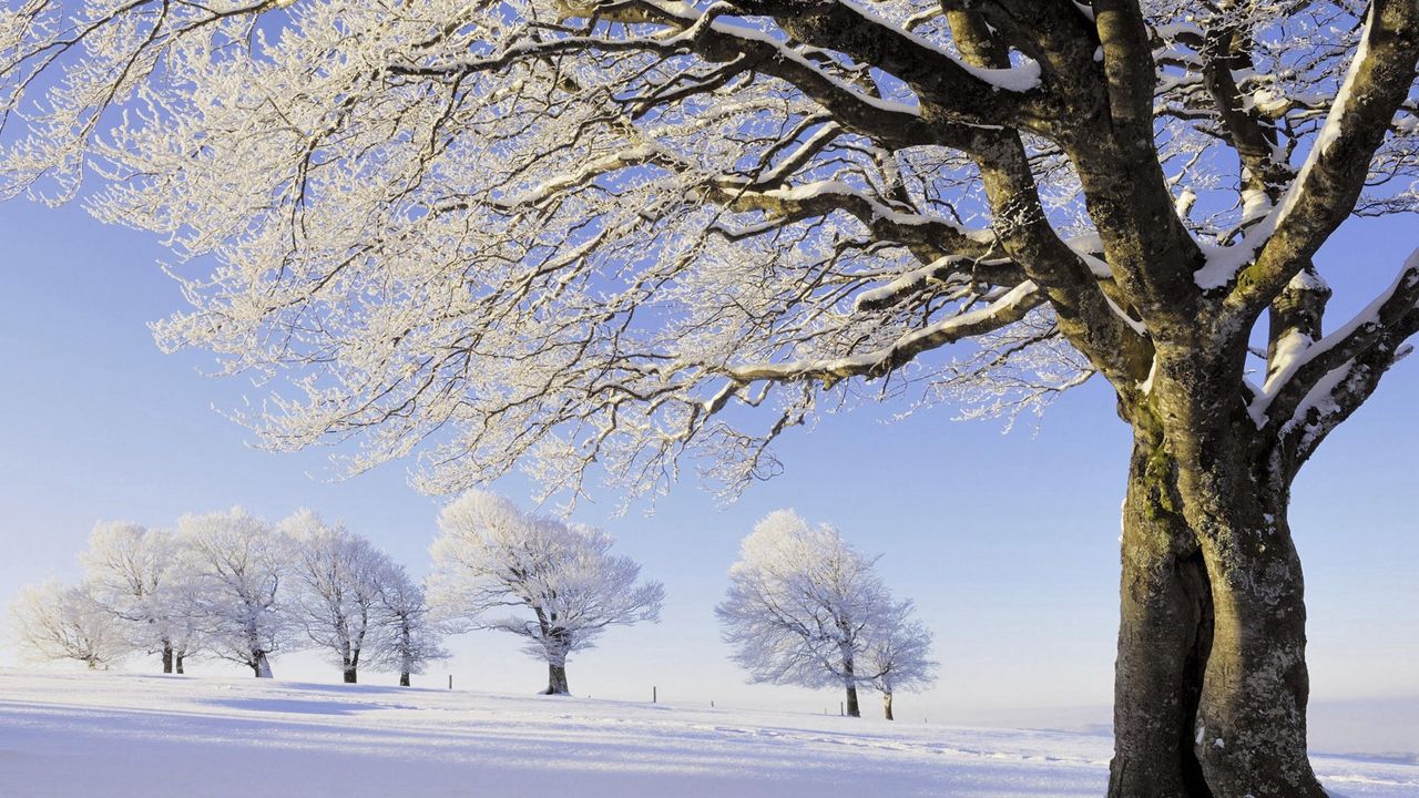 Wallpaper trees, snow, hoarfrost, branches, number, field