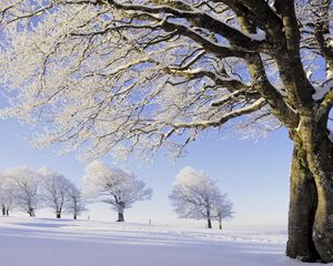 Preview wallpaper trees, snow, hoarfrost, branches, number, field