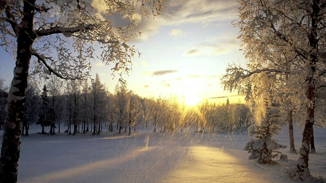 Wallpaper trees, snow, hoarfrost, sun, light, flakes