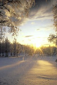 Preview wallpaper trees, snow, hoarfrost, sun, light, flakes