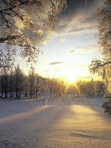 Preview wallpaper trees, snow, hoarfrost, sun, light, flakes