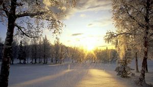 Preview wallpaper trees, snow, hoarfrost, sun, light, flakes