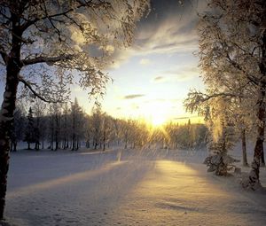 Preview wallpaper trees, snow, hoarfrost, sun, light, flakes