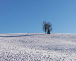 Preview wallpaper trees, snow, horizon, minimalism, winter, sky