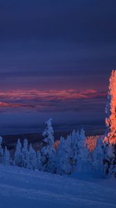 Preview wallpaper trees, snow, landscape, twilight, winter, snowy
