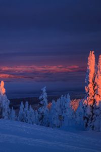 Preview wallpaper trees, snow, landscape, twilight, winter, snowy