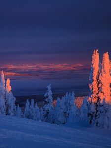 Preview wallpaper trees, snow, landscape, twilight, winter, snowy