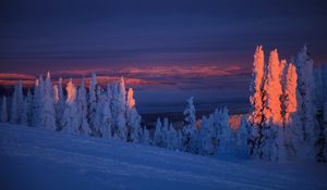Preview wallpaper trees, snow, landscape, twilight, winter, snowy