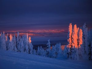 Preview wallpaper trees, snow, landscape, twilight, winter, snowy