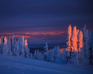 Preview wallpaper trees, snow, landscape, twilight, winter, snowy