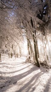 Preview wallpaper trees, snow, light, path, winter, nature