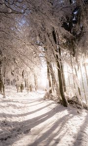 Preview wallpaper trees, snow, light, path, winter, nature